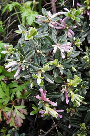 Daphne sericea \ Berg-Seidelbast / Silky Daphne, Kreta/Crete Thripti 10.4.2015