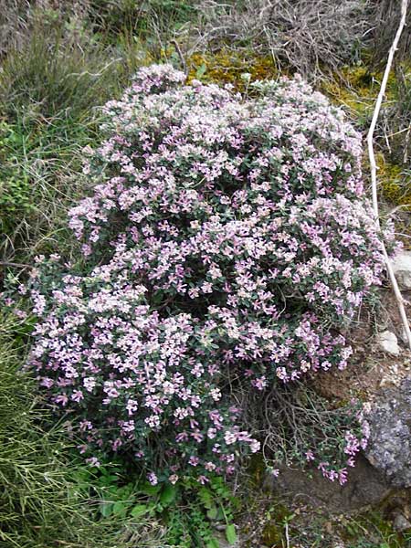 Daphne sericea \ Berg-Seidelbast / Silky Daphne, Kreta/Crete Thripti 10.4.2015