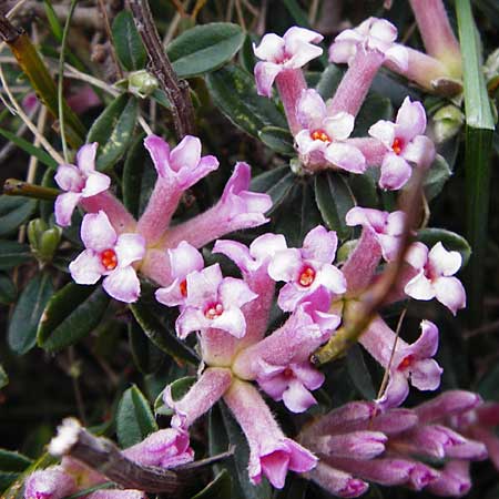 Daphne sericea \ Berg-Seidelbast / Silky Daphne, Kreta/Crete Thripti 10.4.2015