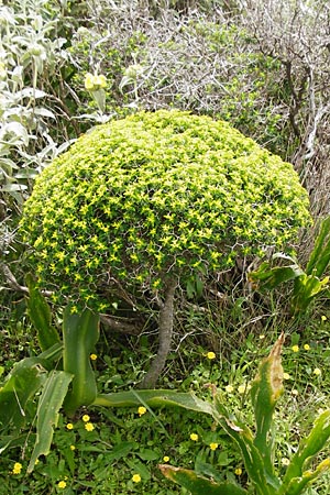 Euphorbia acanthothamnos \ Dornbusch-Wolfsmilch / Greek Spiny Spurge, Kreta/Crete Preveli 3.4.2015