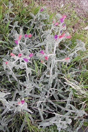 Echium angustifolium \ Schmalbl&auml;ttiger Natternkopf / Hispid Viper's Bugloss, Kreta/Crete Sitia 8.4.2015