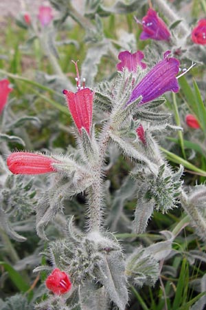 Echium angustifolium \ Schmalbl&auml;ttiger Natternkopf / Hispid Viper's Bugloss, Kreta/Crete Sitia 8.4.2015