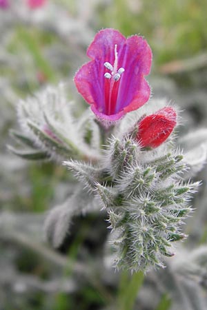 Echium angustifolium \ Schmalbl&auml;ttiger Natternkopf / Hispid Viper's Bugloss, Kreta/Crete Sitia 8.4.2015