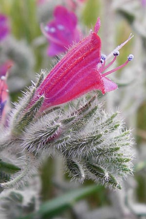 Echium angustifolium \ Schmalbl&auml;ttiger Natternkopf / Hispid Viper's Bugloss, Kreta/Crete Sitia 8.4.2015