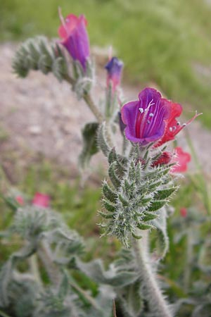 Echium angustifolium \ Schmalbl&auml;ttiger Natternkopf / Hispid Viper's Bugloss, Kreta/Crete Sitia 8.4.2015