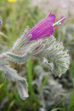 Echium angustifolium \ Schmalbl&auml;ttiger Natternkopf / Hispid Viper's Bugloss, Kreta/Crete Sitia 8.4.2015
