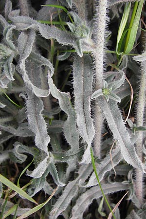 Echium angustifolium \ Schmalbl&auml;ttiger Natternkopf / Hispid Viper's Bugloss, Kreta/Crete Sitia 8.4.2015