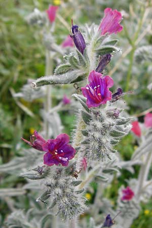 Echium angustifolium \ Schmalbl&auml;ttiger Natternkopf / Hispid Viper's Bugloss, Kreta/Crete Zakros - Schlucht / Gorge 8.4.2015