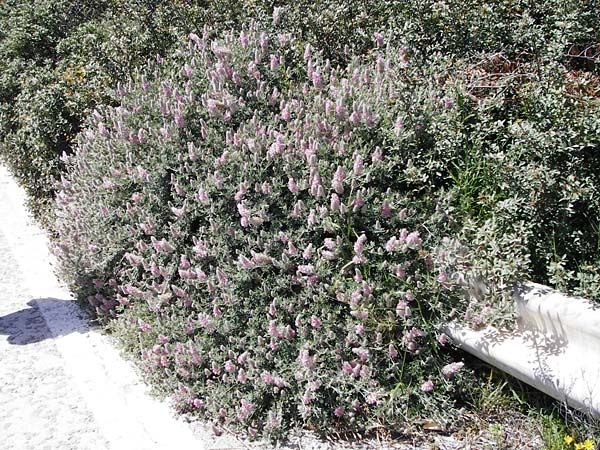 Ebenus cretica \ Kretischer Ebenholzstrauch, Kreta Pahia Ammos 11.4.2015