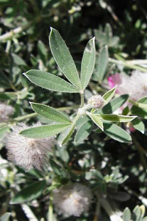 Ebenus cretica \ Kretischer Ebenholzstrauch, Kreta Pahia Ammos 11.4.2015