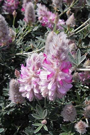 Ebenus cretica \ Kretischer Ebenholzstrauch, Kreta Pahia Ammos 11.4.2015