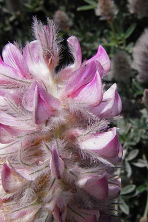 Ebenus cretica \ Kretischer Ebenholzstrauch, Kreta Pahia Ammos 11.4.2015