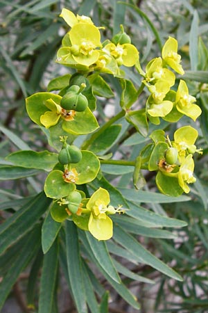 Euphorbia characias \ Palisaden-Wolfsmilch / Large Mediterranean Spurge, Kreta/Crete Spili 5.4.2015
