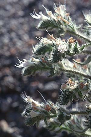 Echium italicum \ Italienischer Natternkopf / Italian Bugloss, Kreta/Crete Afrati 25.4.2001