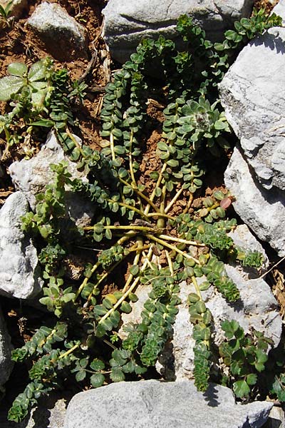Euphorbia dimorphocaulon \ Zweigestaltige Wolfsmilch / Dimorphic Spurge, Kreta/Crete Arhanes, Jouhtas 30.3.2015