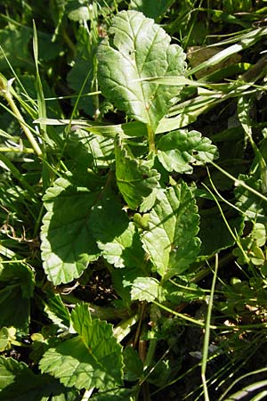 Erodium gruinum \ Reiherschnabel / Iranian Crane's-Bill, Kreta/Crete Agia Fotini 5.4.2015