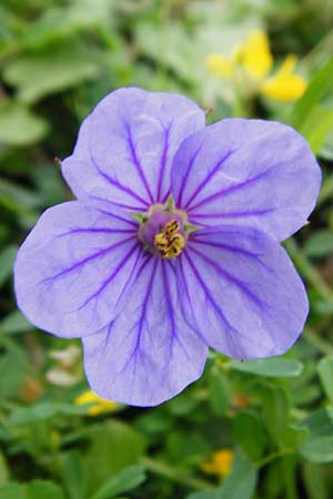 Erodium gruinum \ Reiherschnabel / Iranian Crane's-Bill, Kreta/Crete Kavousi 11.4.2015