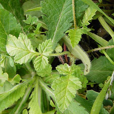 Erodium gruinum \ Reiherschnabel / Iranian Crane's-Bill, Kreta/Crete Kavousi 11.4.2015