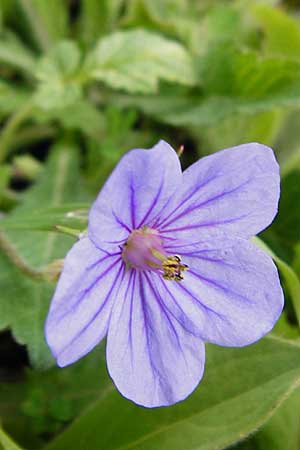 Erodium gruinum \ Reiherschnabel / Iranian Crane's-Bill, Kreta/Crete Kavousi 11.4.2015