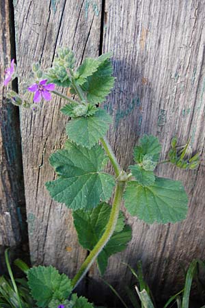 Erodium malacoides \ Malvenbl&auml;ttriger Reiherschnabel / Soft Stork's-Bill, Kreta/Crete Arhanes 1.4.2015
