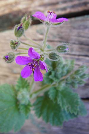 Erodium malacoides \ Malvenbl&auml;ttriger Reiherschnabel / Soft Stork's-Bill, Kreta/Crete Arhanes 1.4.2015