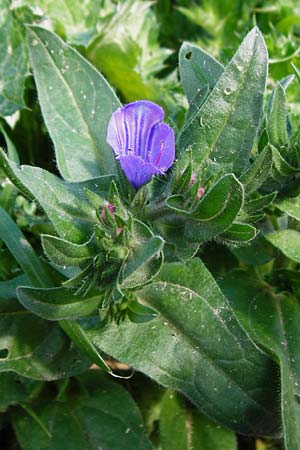 Echium plantagineum \ Wegerich-Natternkopf / Purple Viper's Bugloss, Kreta/Crete Agia Fotini 5.4.2015