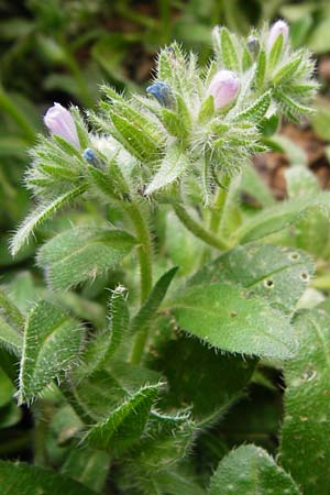 Echium parviflorum \ Kleinbl&uuml;tiger Natternkopf / Small Flowered Bugloss, Kreta/Crete Zakros - Schlucht / Gorge 8.4.2015