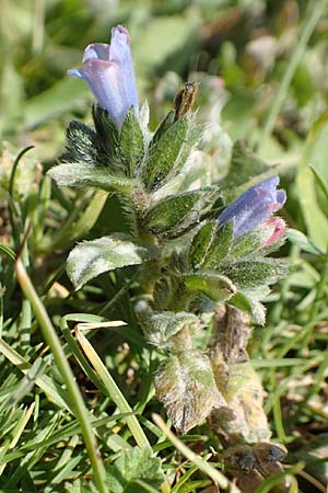 Echium parviflorum \ Kleinbl&uuml;tiger Natternkopf / Small Flowered Bugloss, Kreta/Crete Arhanes, Jouhtas 30.3.2015