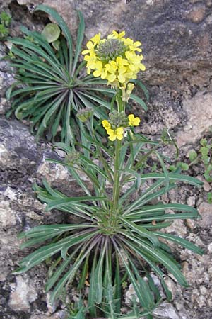 Erysimum raulini \ Sch�terich / Treacle Mustard, Kreta/Crete Agia Fotini 5.4.2015
