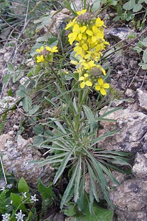 Erysimum raulini \ Sch�terich / Treacle Mustard, Kreta/Crete Agia Fotini 5.4.2015