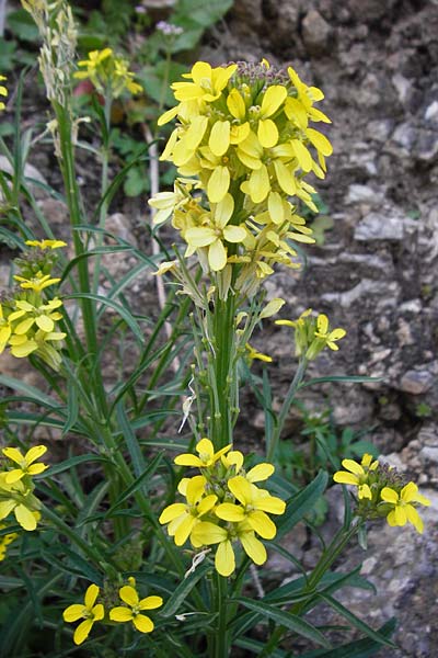 Erysimum raulini \ Sch�terich / Treacle Mustard, Kreta/Crete Agia Fotini 5.4.2015