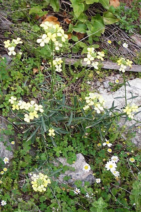 Erysimum raulini \ Sch�terich / Treacle Mustard, Kreta/Crete Zakros - Schlucht / Gorge 8.4.2015