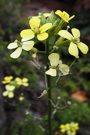 Erysimum raulini \ Sch�terich / Treacle Mustard, Kreta/Crete Zakros - Schlucht / Gorge 8.4.2015