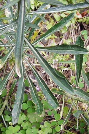 Erysimum raulini \ Sch�terich / Treacle Mustard, Kreta/Crete Zakros - Schlucht / Gorge 8.4.2015