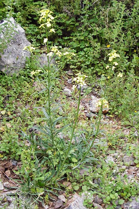 Erysimum raulini \ Sch�terich / Treacle Mustard, Kreta/Crete Zakros - Schlucht / Gorge 8.4.2015