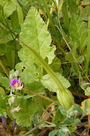 Erodium gruinum \ Reiherschnabel / Iranian Crane's-Bill, Kreta/Crete Moni Toplou 9.4.2015
