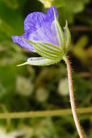 Erodium gruinum \ Reiherschnabel / Iranian Crane's-Bill, Kreta/Crete Moni Toplou 9.4.2015