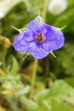 Erodium gruinum \ Reiherschnabel / Iranian Crane's-Bill, Kreta/Crete Moni Toplou 9.4.2015