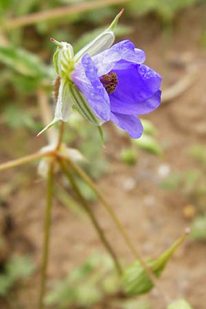 Erodium gruinum \ Reiherschnabel / Iranian Crane's-Bill, Kreta/Crete Moni Toplou 9.4.2015