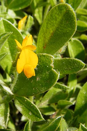 Hymenocarpos circinnatus \ Pfennig-Klee / Disk Trefoil, Kreta/Crete Knossos 1.4.2015