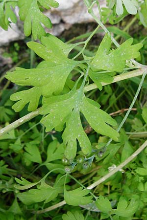 Fumaria macrocarpa \ Gro&szlig;fr&uuml;chtiger Erdrauch / Large-Fruited Fumitory, Kreta/Crete Kritsa 11.4.2015