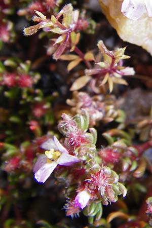 Frankenia hirsuta \ Rauhaarige Seeheide, Kreta Itanos 9.4.2015