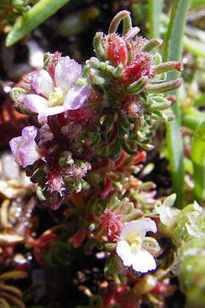 Frankenia hirsuta \ Rauhaarige Seeheide, Kreta Itanos 9.4.2015