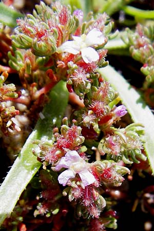 Frankenia hirsuta \ Rauhaarige Seeheide, Kreta Itanos 9.4.2015