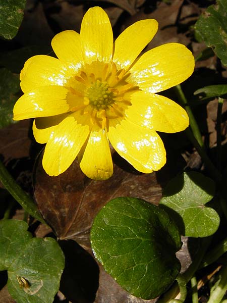 Ficaria grandiflora \ Grobltiges Scharbockskraut / Large-Flowered Celandine, Kreta/Crete Knossos 1.4.2015