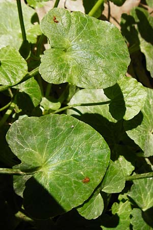 Ficaria grandiflora \ Grobltiges Scharbockskraut / Large-Flowered Celandine, Kreta/Crete Knossos 1.4.2015