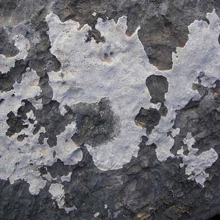Aspicilia cinerea ? \ Hohlschild-Flechte / Rimmed Lichen, Kreta/Crete Arhanes, Jouhtas 30.3.2015