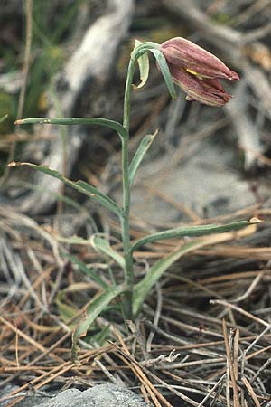 Fritillaria messanensis subsp. sphaciotica \ Sfakia-Schachblume / Sfakia Fritillary, Kreta/Crete Thripti 8.4.1990