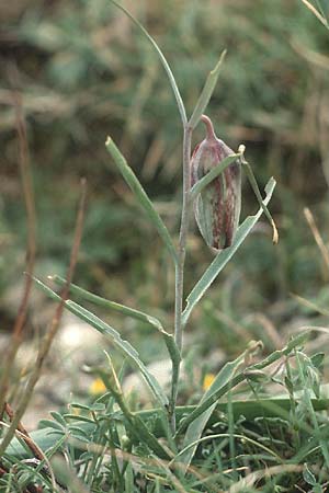 Fritillaria messanensis subsp. sphaciotica \ Sfakia-Schachblume / Sfakia Fritillary, Kreta/Crete Thripti 8.4.1990
