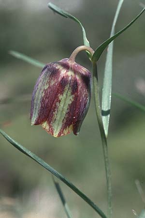 Fritillaria messanensis subsp. sphaciotica \ Sfakia-Schachblume / Sfakia Fritillary, Kreta/Crete Gerakari 19.4.2001